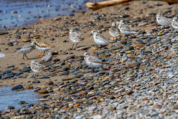 A group of shorebirds including sanderling and ruddy turnstones on a gravelly beach at Rondeau Provincial Park in Ontario 