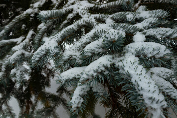 several branches with blue-green needles covered with snow