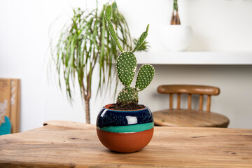 cactus and succulent in handmade ceramic pots on a wooden table in a living room