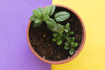 A red-brown flowerpot with a mint seedling inside, on a half yellow half purple background