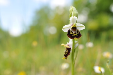 Ophrys bourdon