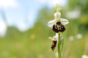 Ophrys bourdon