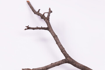a branch without greenery with several small shoots located vertically in the center of the frame
