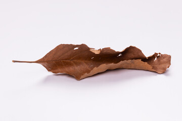 side view of a dried leaf folded in half