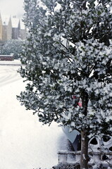 snow-covered tree on the street with soft-focus background
