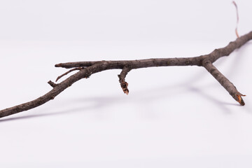 a tree branch without greenery is located horizontally and hangs in the air