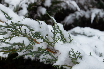 close-up view of a small layer of snow settled on a green spruce branch