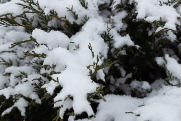 snow covered the ground and tree branches not high above the ground