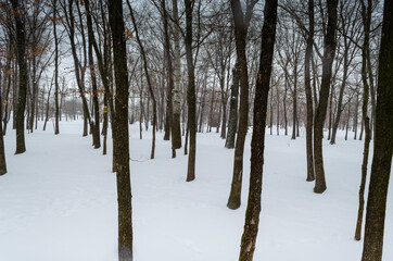 Trees planted neatly in straight rows in winter