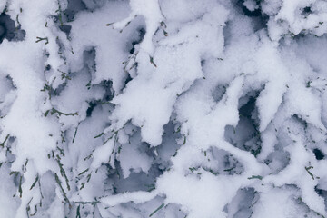 snow covered the whole tree, so that only silhouettes are visible