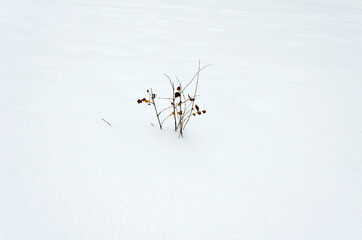 Small bush in a big pile of snow
