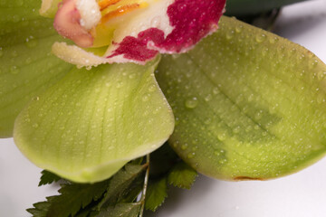 close-up of green orchid petals and roses on them