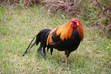 rooster on the farm