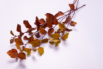 five to six branches lie on top of each other with yellowing leaves