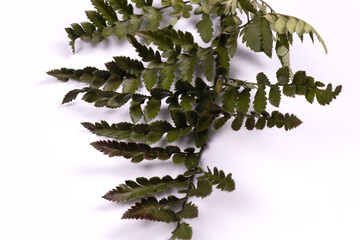 greenery for a bouquet lies vertically from bottom to top