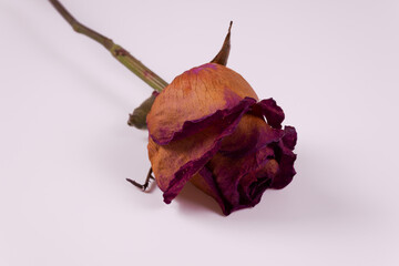 side view of a lilac rose bud that has turned yellow with a stem