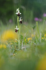 Ophrys bourdon