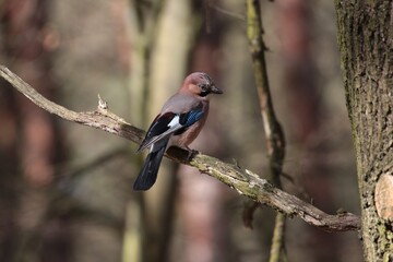 colorful bird, jay on a tree branch, birds in Poland
