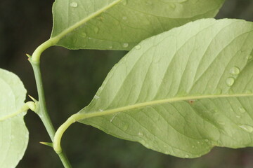 Hoja de limonero- Citrus limon