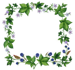 Square frame of blackberry with leaves and flowers watercolor painting