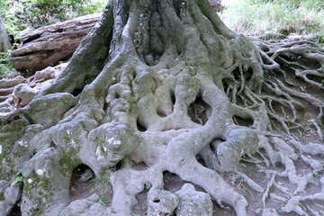 the entwined roots of a mighty tree