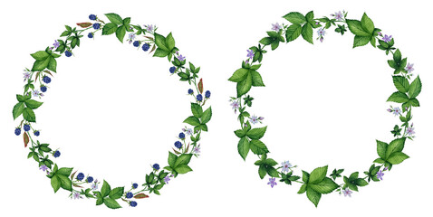 Two circle frames of blackberry, leaves and flowers watercolor painting