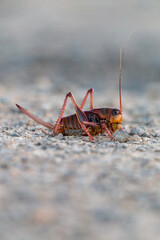 grasshopper on the ground