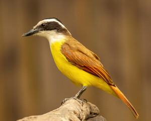 Great Kiskadee on tree branch
