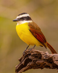 Great Kiskadee on stump