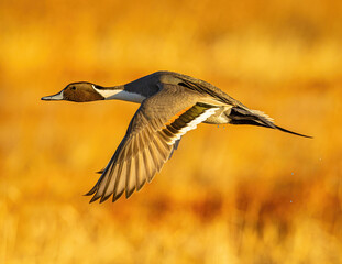 Northern Pintail Duck in flight