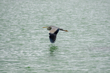 Great Blue Heron in flight