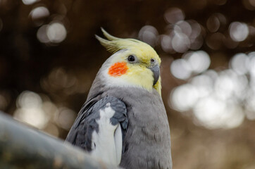 Close up of a Budgerigar