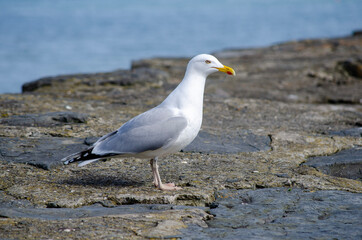 Seagull on seawall