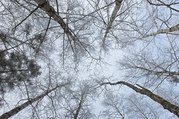 trees in the forest against the sky, bottom view