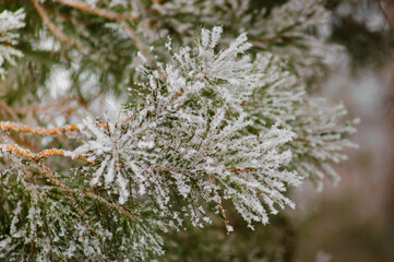 snow-covered pine branch in winter, close-up