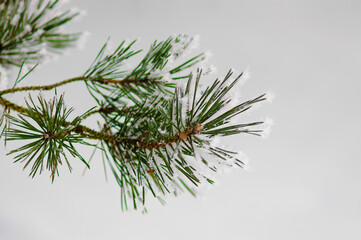 pine branch in winter on a white background, close-up