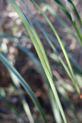 Simple rosulate distally cuspidate linear denticulately margined glaucous leaves of Chaparral Yucca, Hesperoyucca Whipplei, Asparagaceae, native, Topanga State Park, Santa Monica Mountains, Winter.
