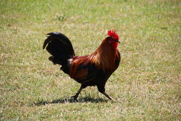 rooster on the farm