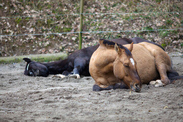 Müde Pferde liegen und schlafen