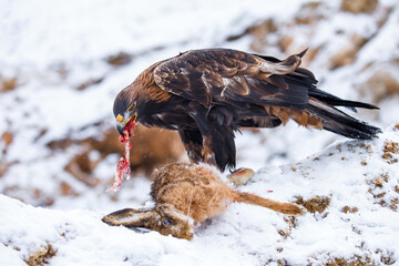Hunter with caught prey. Golden eagle, Aquila chrysaetos, tears bone from killed hare. Eagle in...