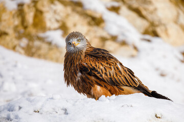 Red kite, Milvus milvus, perched on snowy rock in sunny cold day. Endangered bird of prey with red feather. Cute bird with beautiful eyes and feather. Wildlife winter scene. Habitat Europe, Africa.