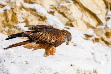 Red kite, Milvus milvus, perched on snowy rock in sunny cold day. Endangered bird of prey with red...