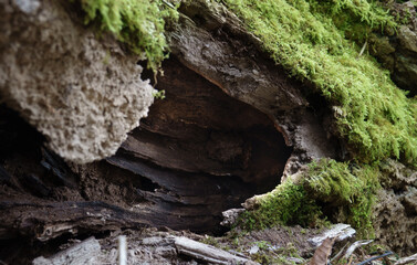luminous green lichen covered bark of a hollowed rotten fallen tree trunk 