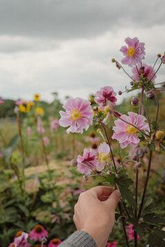 Frau h&auml;lt Anenome bei der Gartenarbeit in der Hand