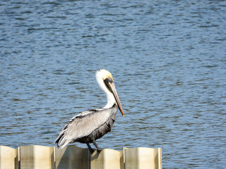 pelican on the water