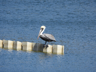 Pelican on the Lake