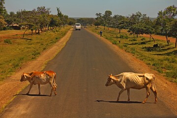 cows on the road, Afrika