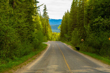 road with a brown bear in canada