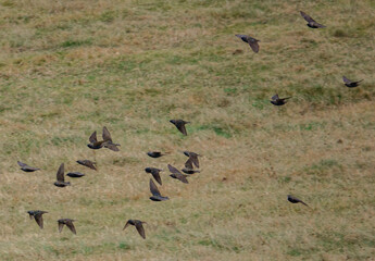 a flock of brightly coloured luminescent starlings on the wing