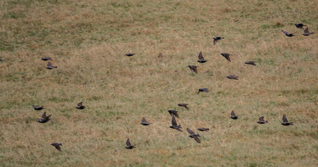 a flock of brightly coloured luminescent starlings on the wing